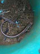 Image of Indian Forest Skink