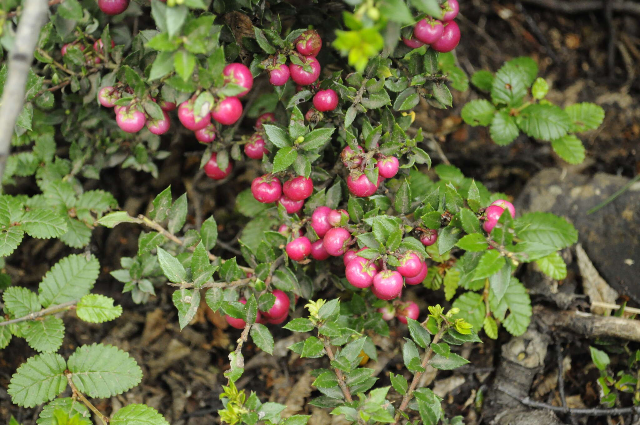 Image of Gaultheria mucronata (L. fil.) E. J. Remy