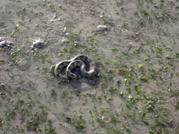 Image of North-western Mangrove Seasnake