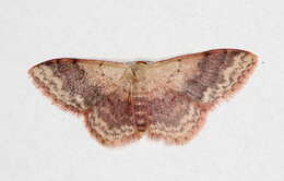 Image of Idaea halmaea Meyrick 1888