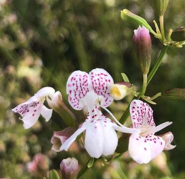 Imagem de Dicerandra frutescens subsp. modesta Huck