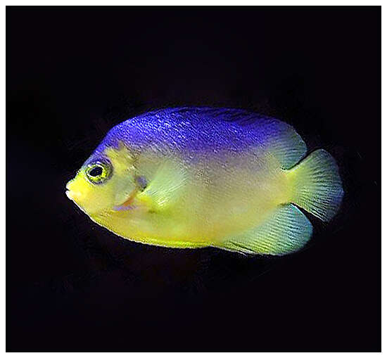 Image of Cocos-Keeling Angelfish