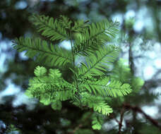 Image of Florida Yew