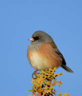 Image of Junco hyemalis mearnsi Ridgway 1897