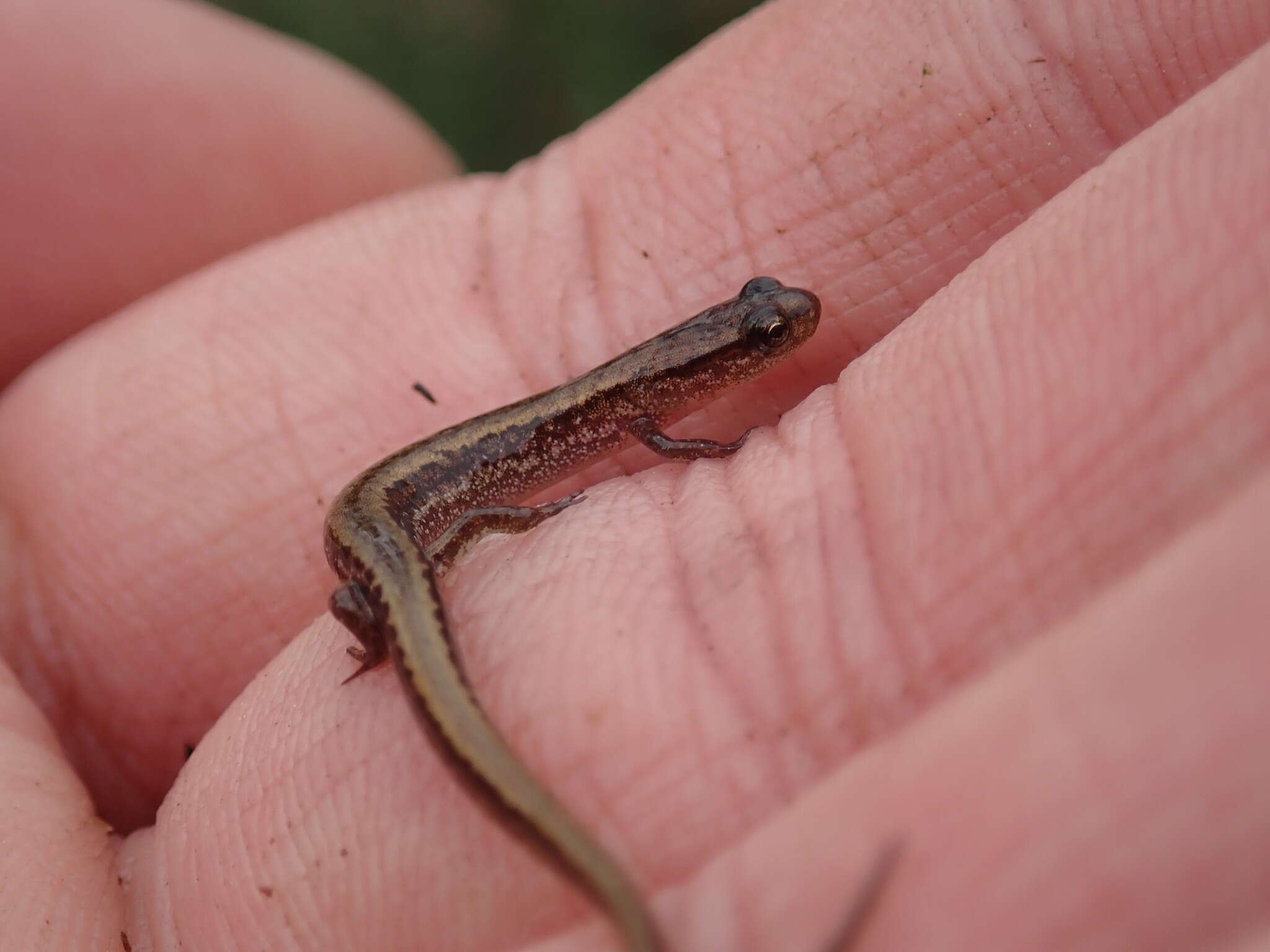 Image of Eurycea sphagnicola Wray, Means & Steppan 2017