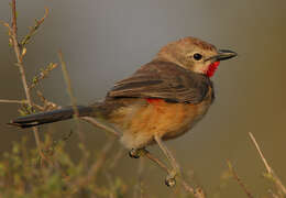 Image of Rhodophoneus cruentus