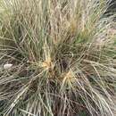 Image of hairy spinifex