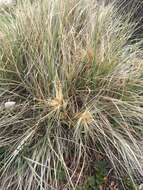 Image of hairy spinifex