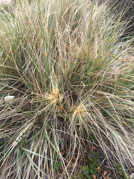 Imagem de Spinifex hirsutus Labill.