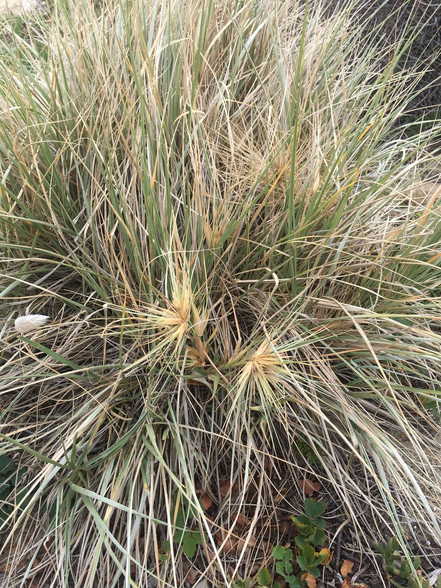 Sivun Spinifex hirsutus Labill. kuva