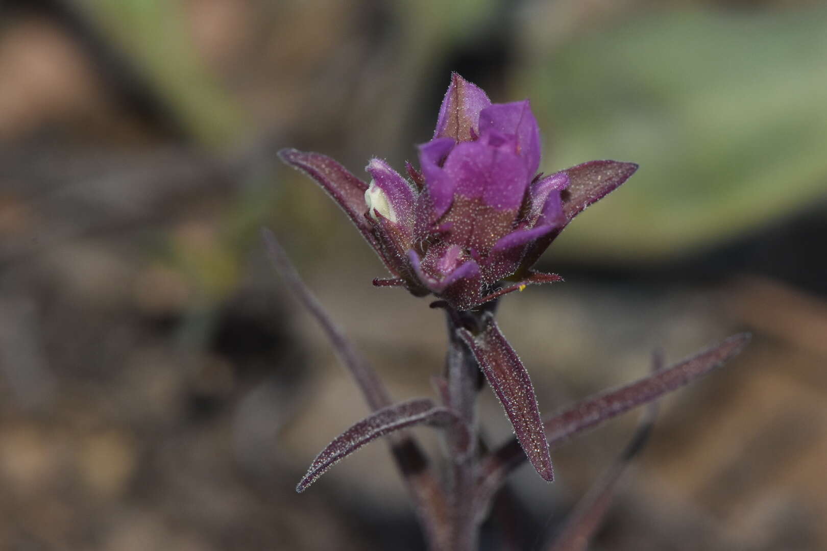 Imagem de Orthocarpus cuspidatus subsp. copelandii (Eastw.) T. I. Chuang & L. R. Heckard