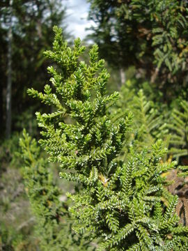 Image of Cipres de las Guaitecas