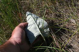 Image of arrowleaf sweet coltsfoot