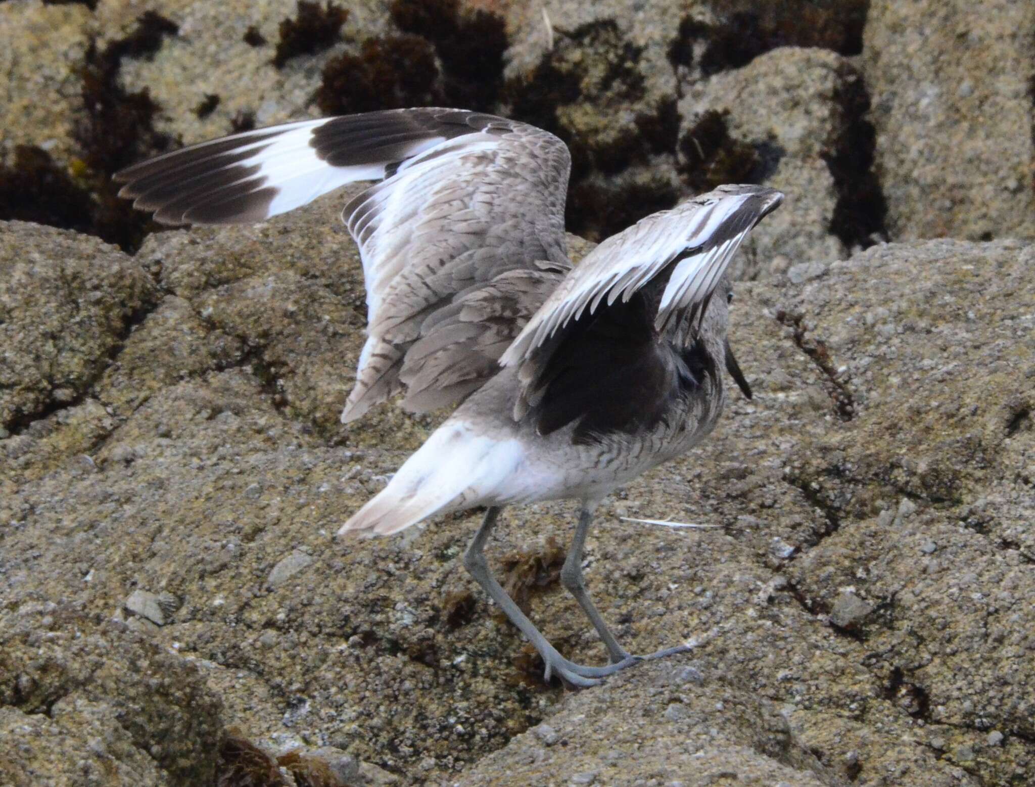 Image of Willet