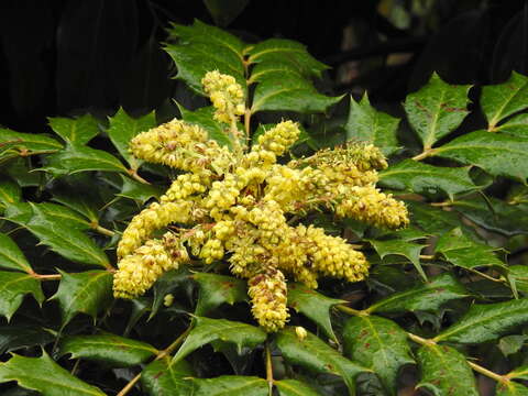 Image of Berberis napaulensis (DC.) Spreng.