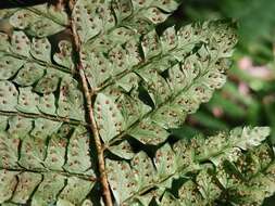 Image de Polystichum polyblepharum (Roem. ex Kunze) C. Presl