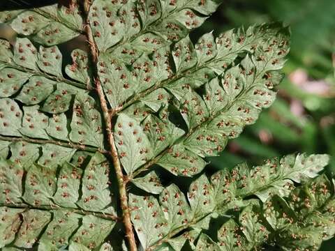 Image of Korean tasselfern