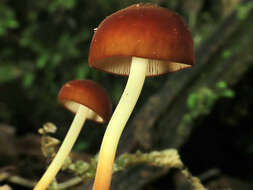 Слика од Marasmius croceus G. Stev. 1964