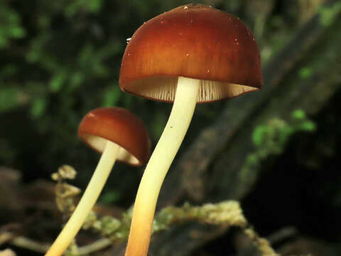 Image of Marasmius croceus G. Stev. 1964