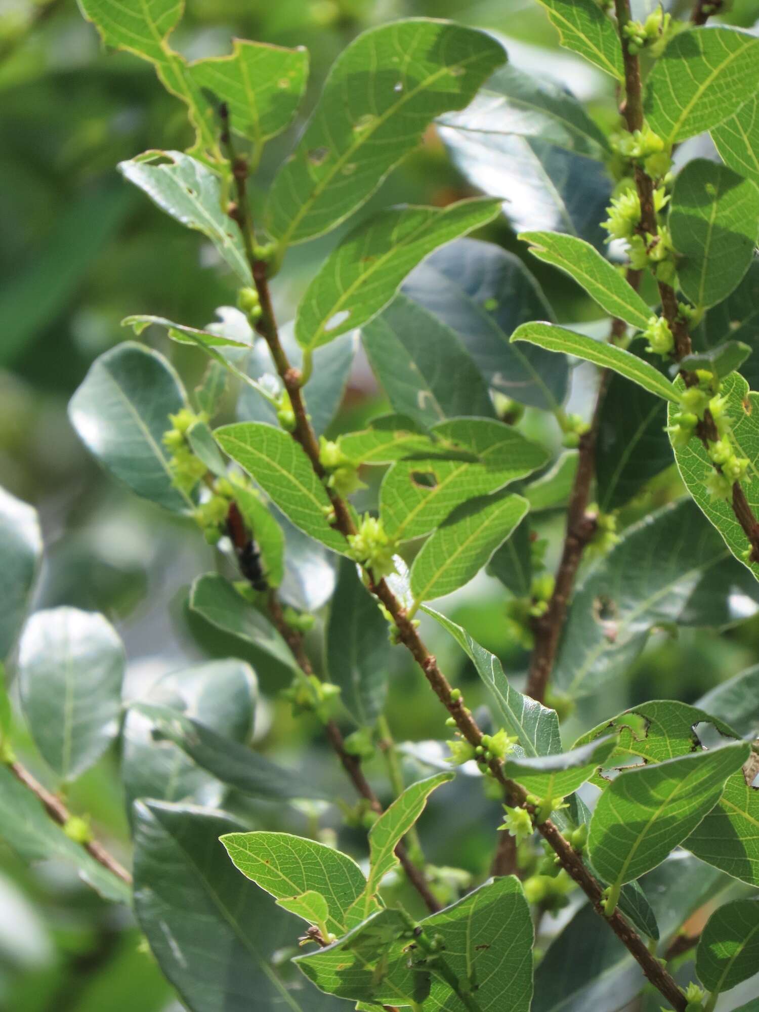 Image of Bridelia cathartica subsp. cathartica