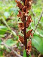 Imagem de Orobanche reticulata subsp. pallidiflora (Wimm. & Grab.) Hayek