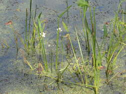 Sivun Sagittaria platyphylla (Engelm.) J. G. Sm. kuva