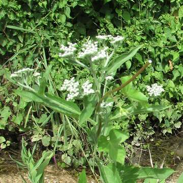 Image of lateflowering thoroughwort