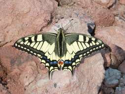 Image of Old World Swallowtail