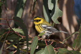 Image of Townsend's Warbler