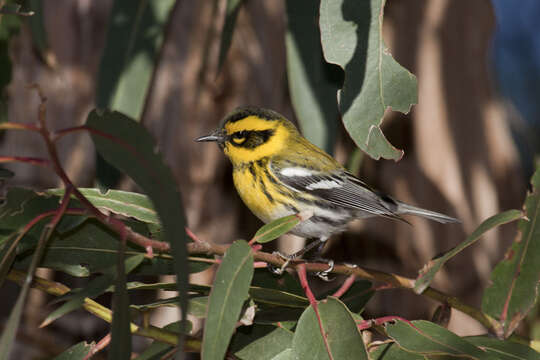 Image of Townsend's Warbler