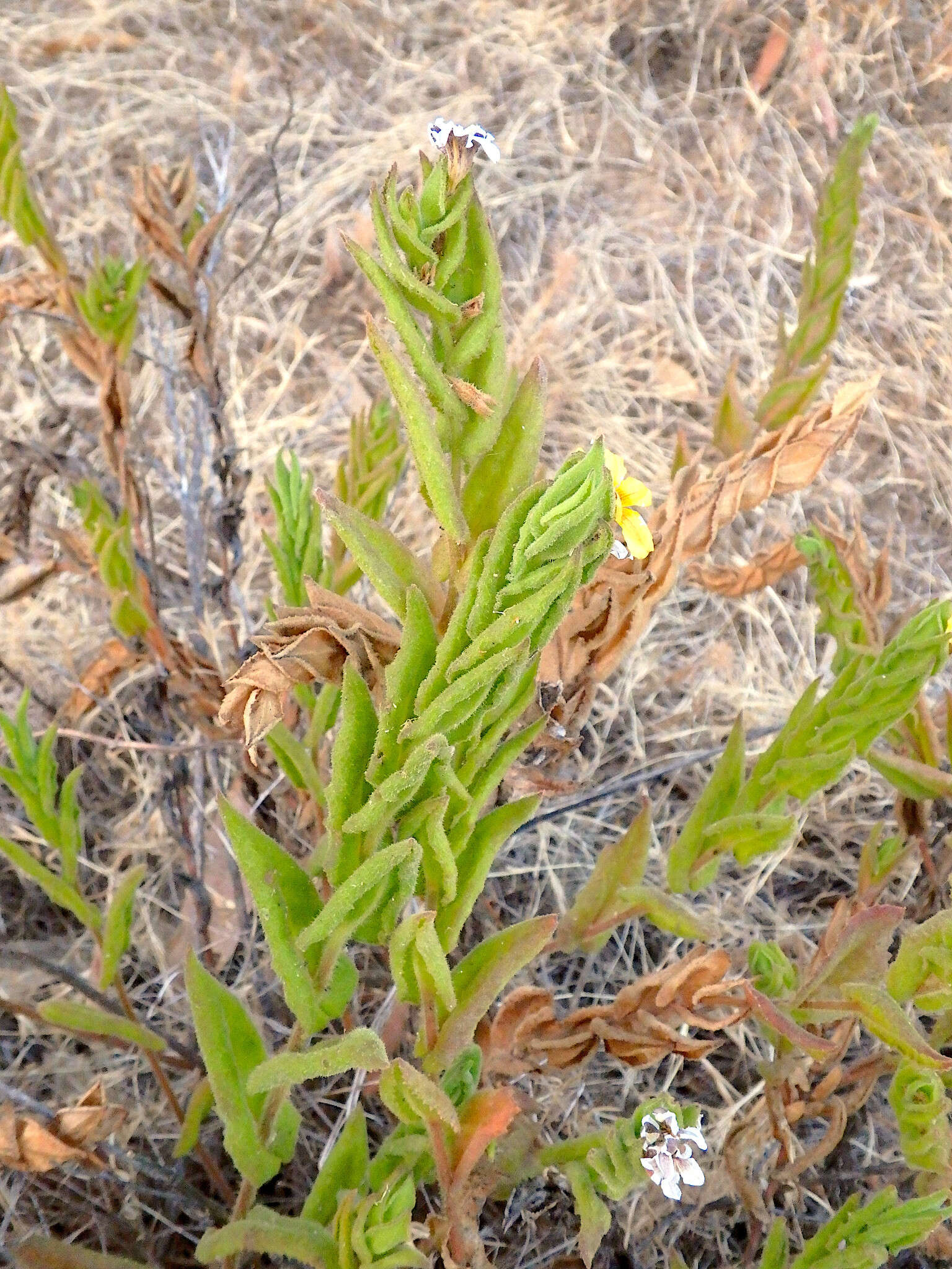 Image of Goodenia amplexans F. Müll.