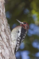 Image of Sapsucker