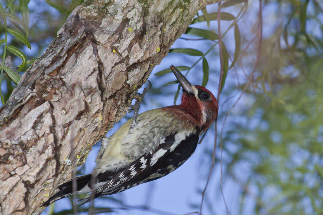 Image of Sapsucker