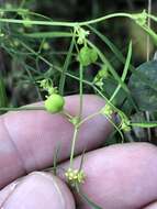 Image of sixangle spurge