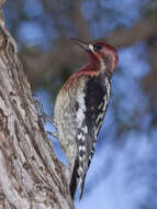 Image of Sapsucker