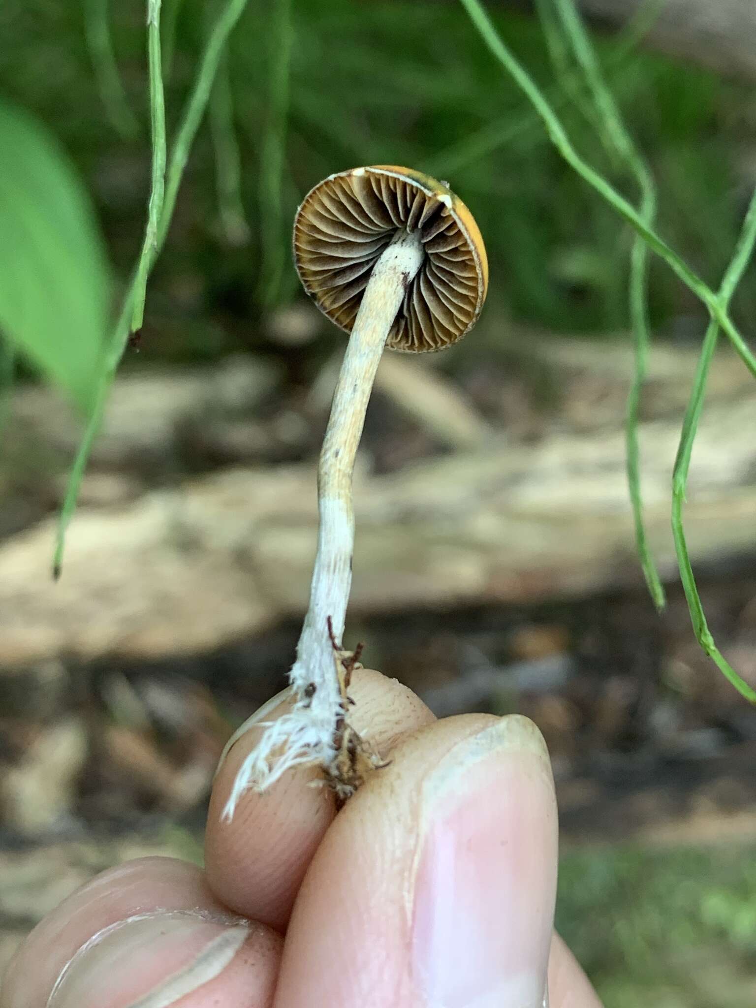 Image of Psilocybe aztecorum R. Heim 1957