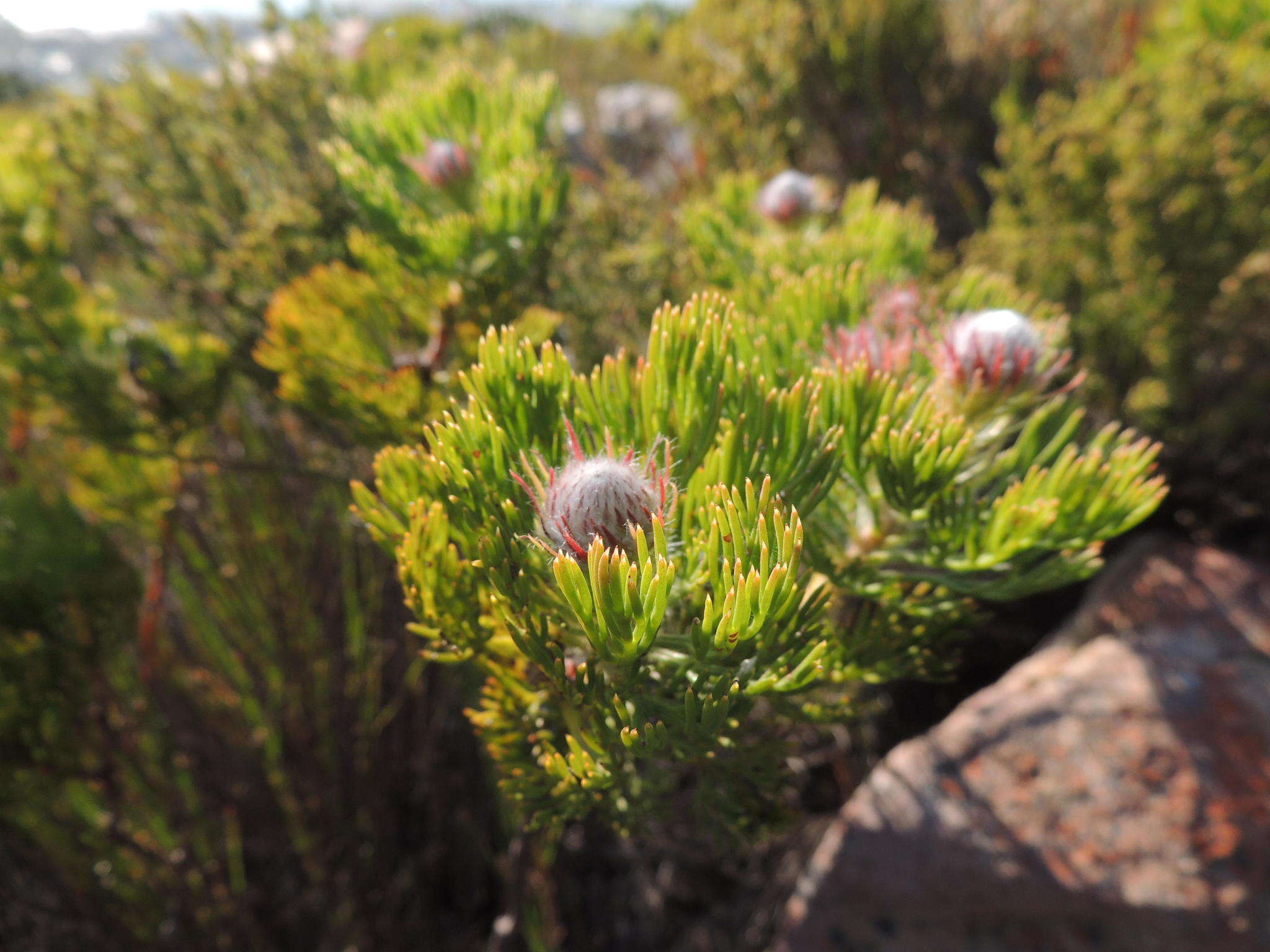 Image of Serruria hirsuta R. Br.