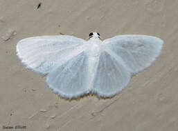 Image of White Spring Moth