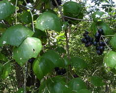 Image of mustang grape