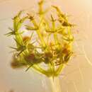 Image of Foxtail stonewort