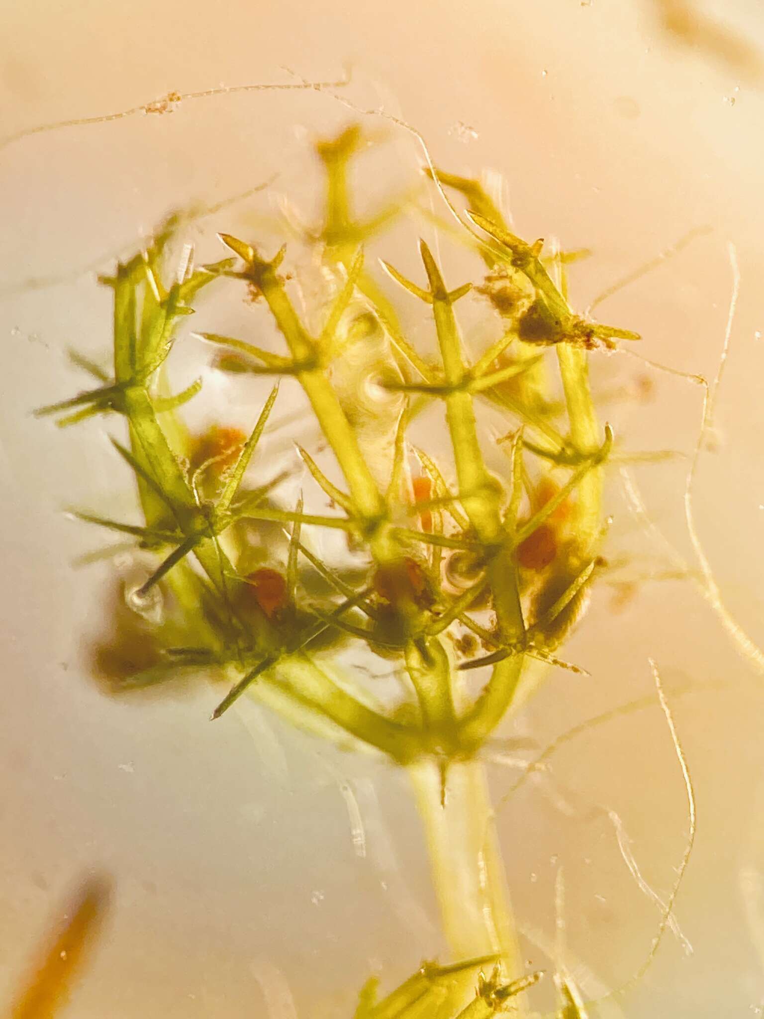 Image of Foxtail stonewort