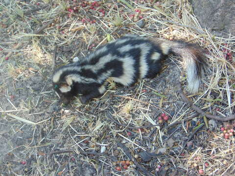 Image of Southern Spotted Skunk