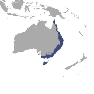 <span class="translation_missing" title="translation missing: en.medium.untitled.map_image_of, page_name: Common Ring-tailed Possum">Map Image Of</span>