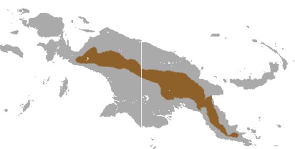 Image of Coppery Ringtail Possum