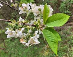 Imagem de Prunus pugetensis Jacobson & Zika