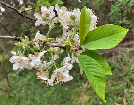 Sivun Prunus pugetensis Jacobson & Zika kuva