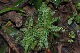 Image of Asparagus scandens Thunb.