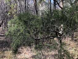 Image of Melaleuca irbyana R. T. Baker