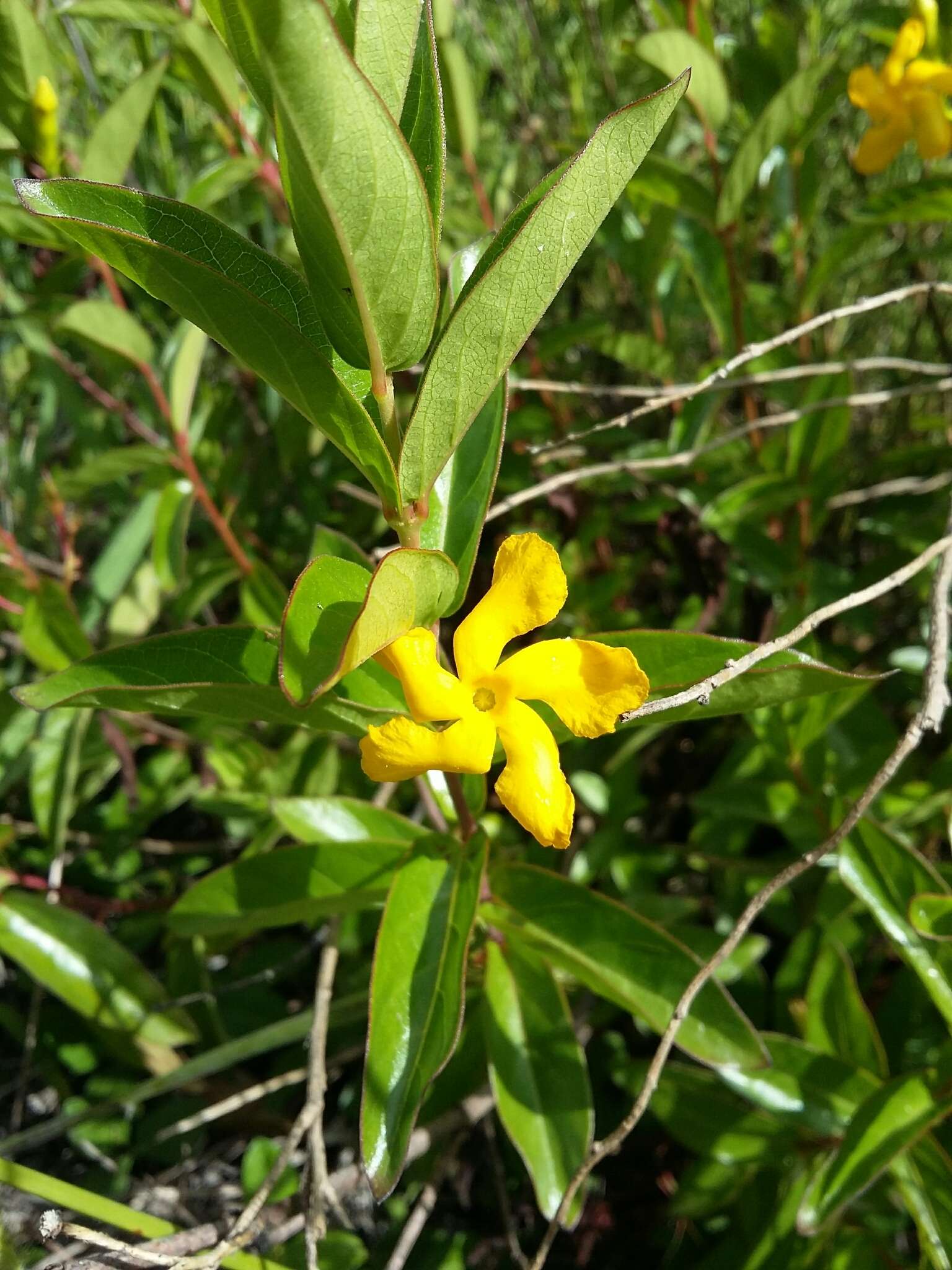 Image of Mandevilla mexicana (Müll. Arg.) R. E. Woodson