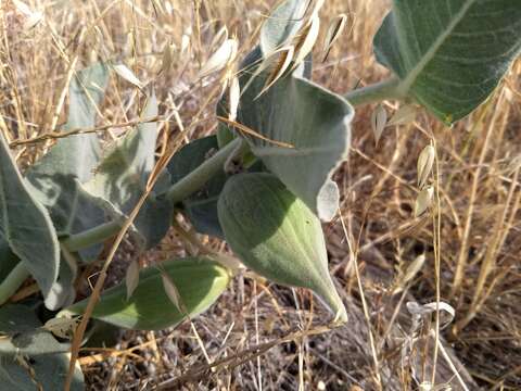 Image of California milkweed